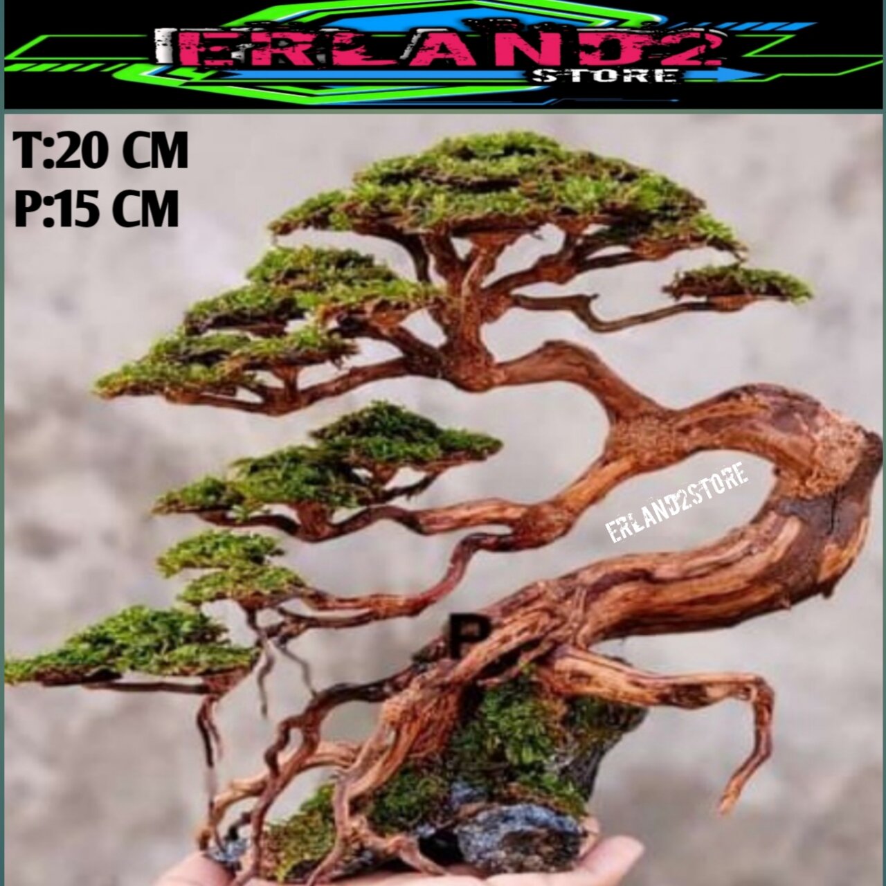 bonsai aquascape akar rasamala | Lazada Indonesia