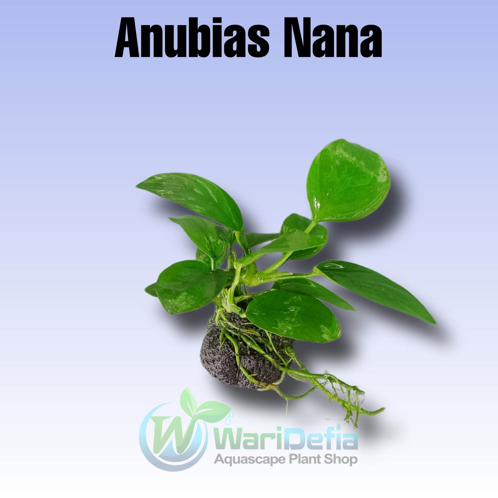 Anubias Nana Tanaman Aquascape | Lazada Indonesia