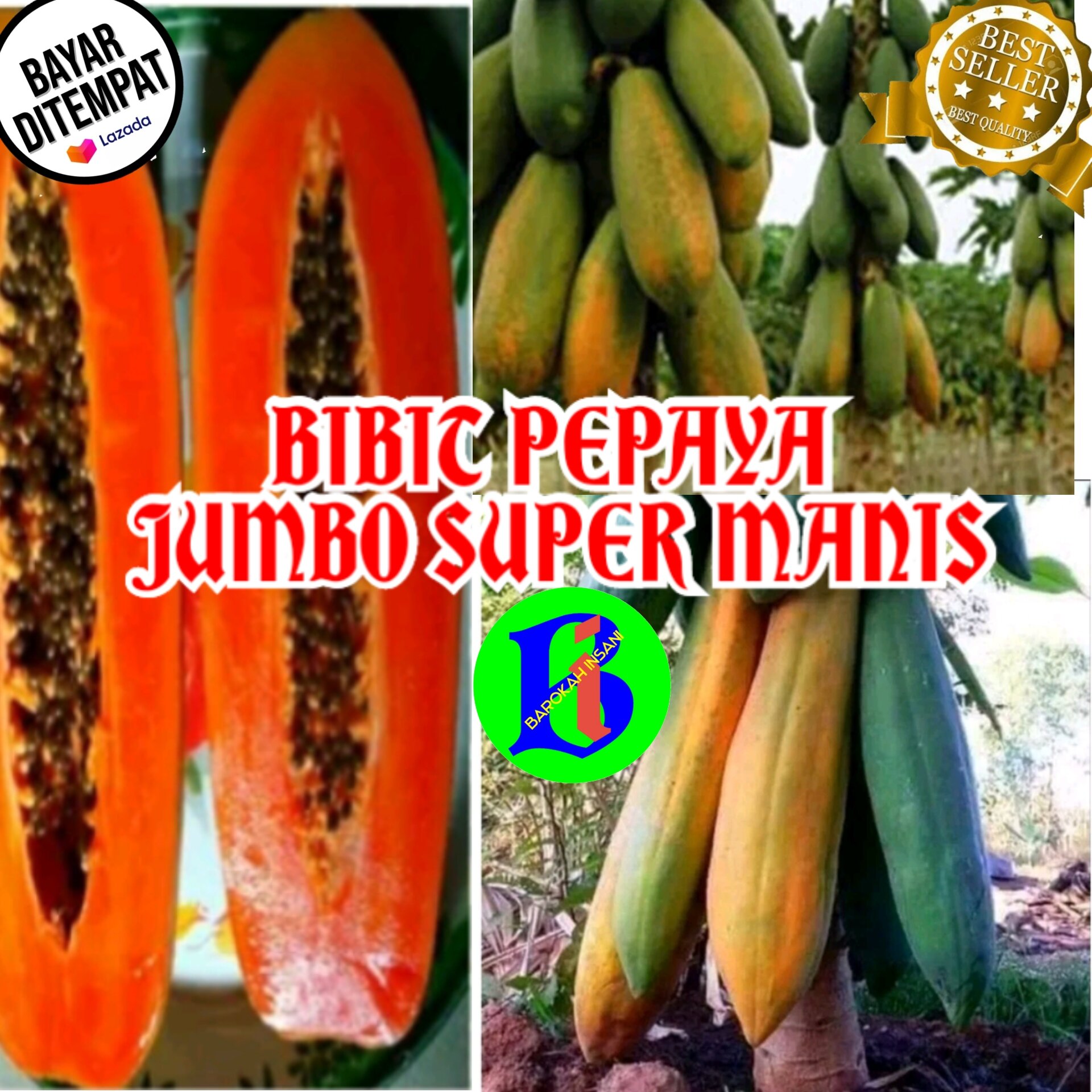 	 BIBIT BIJI PEPAYA JUMBO Super manis,7 biji ,bungkus repack plastik klip isi ulang	