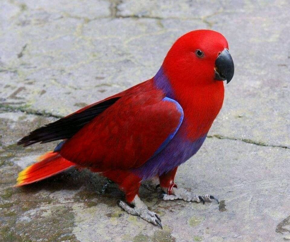 BURUNG NURI : Cara Merawat Makanan Harga Jual (Lengkap) Jual Pakan Burung Nuri Red Lory Terbaru - Jan 2023 | Lazada.co.id