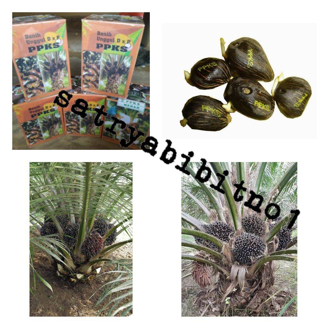 Bibit Kelapa Sawit Unggul Kecambah Dan Siap Tanam Oleh Cv Alam Makmur ...