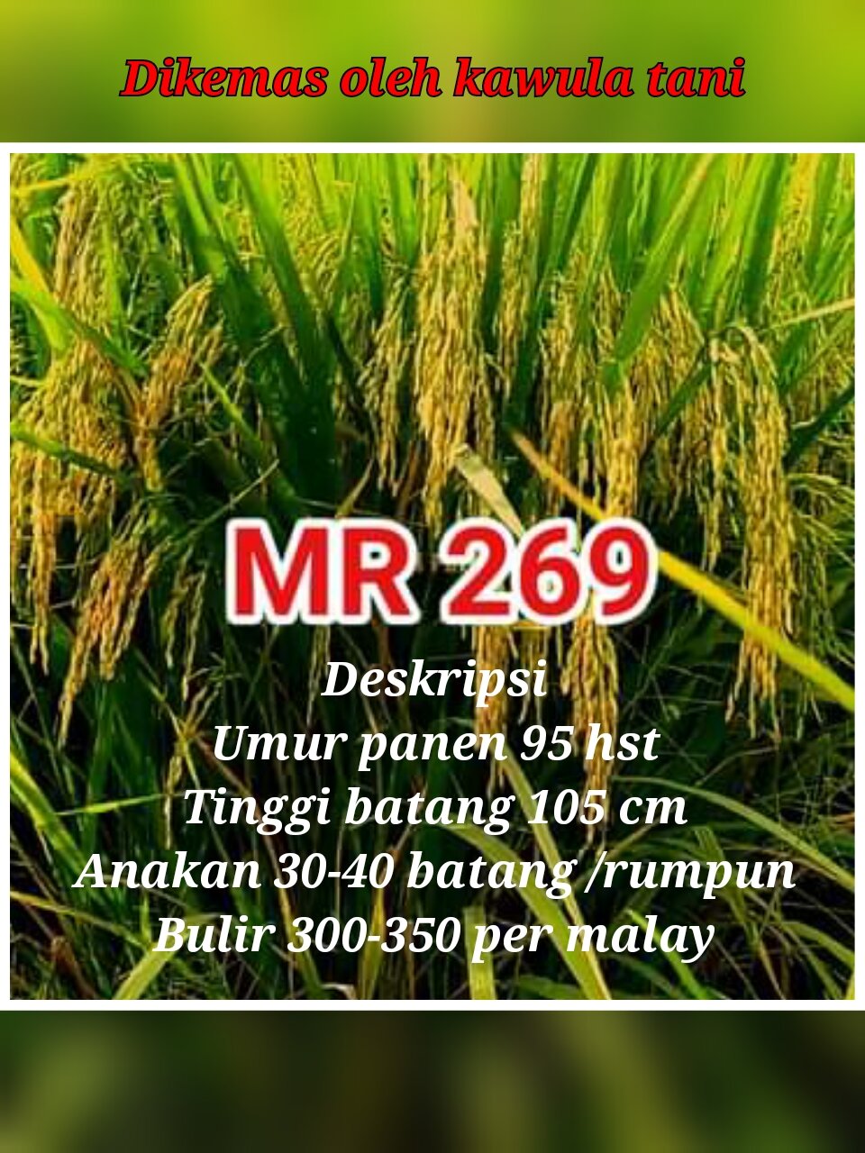 Benih Padi Mr 269 1kg Lazada Indonesia