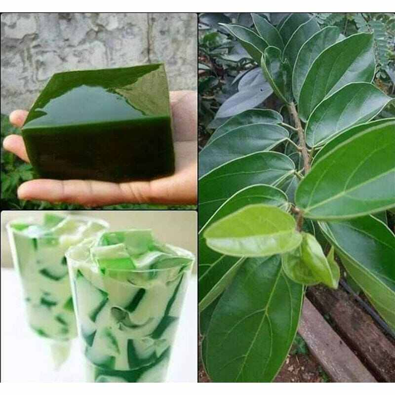 Daun Cincau Hijau Segar Kg Lazada Indonesia