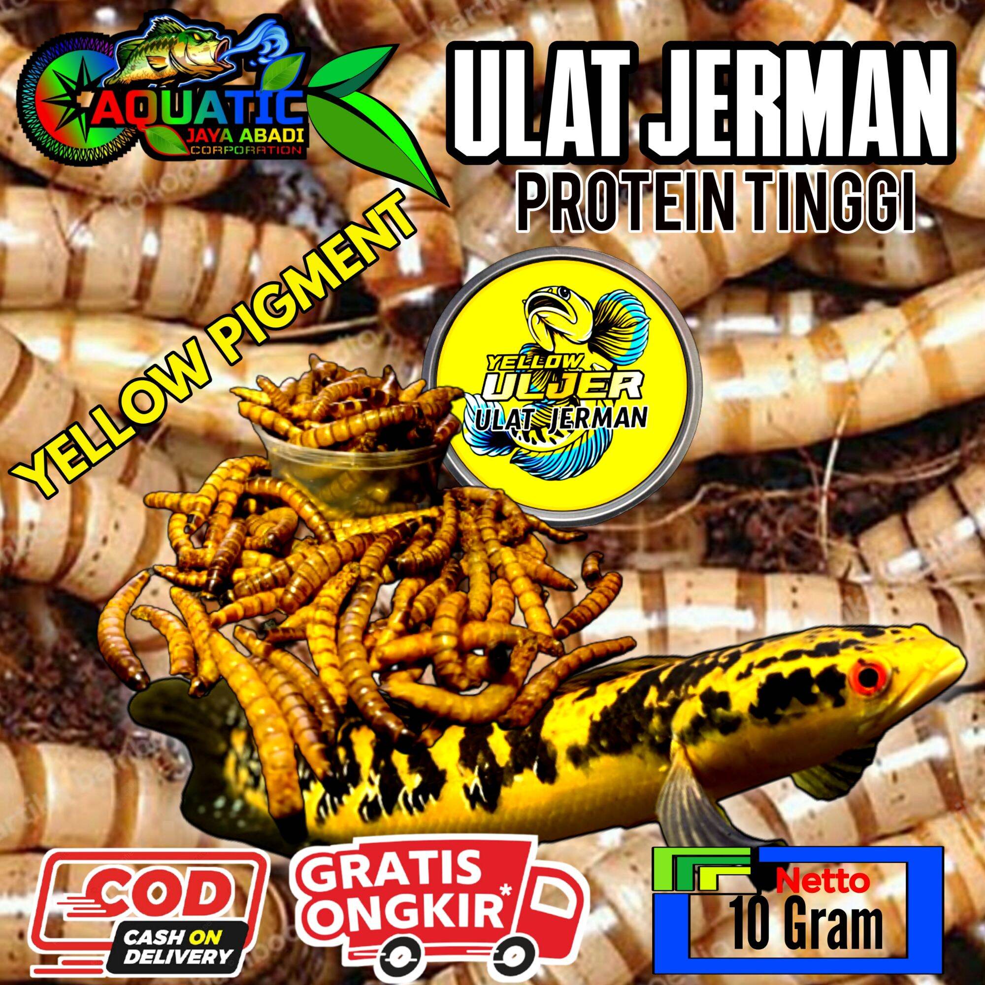 Ulat Jerman Yellow Protein Tinggi Pakan Ikan Channa | Lazada Indonesia