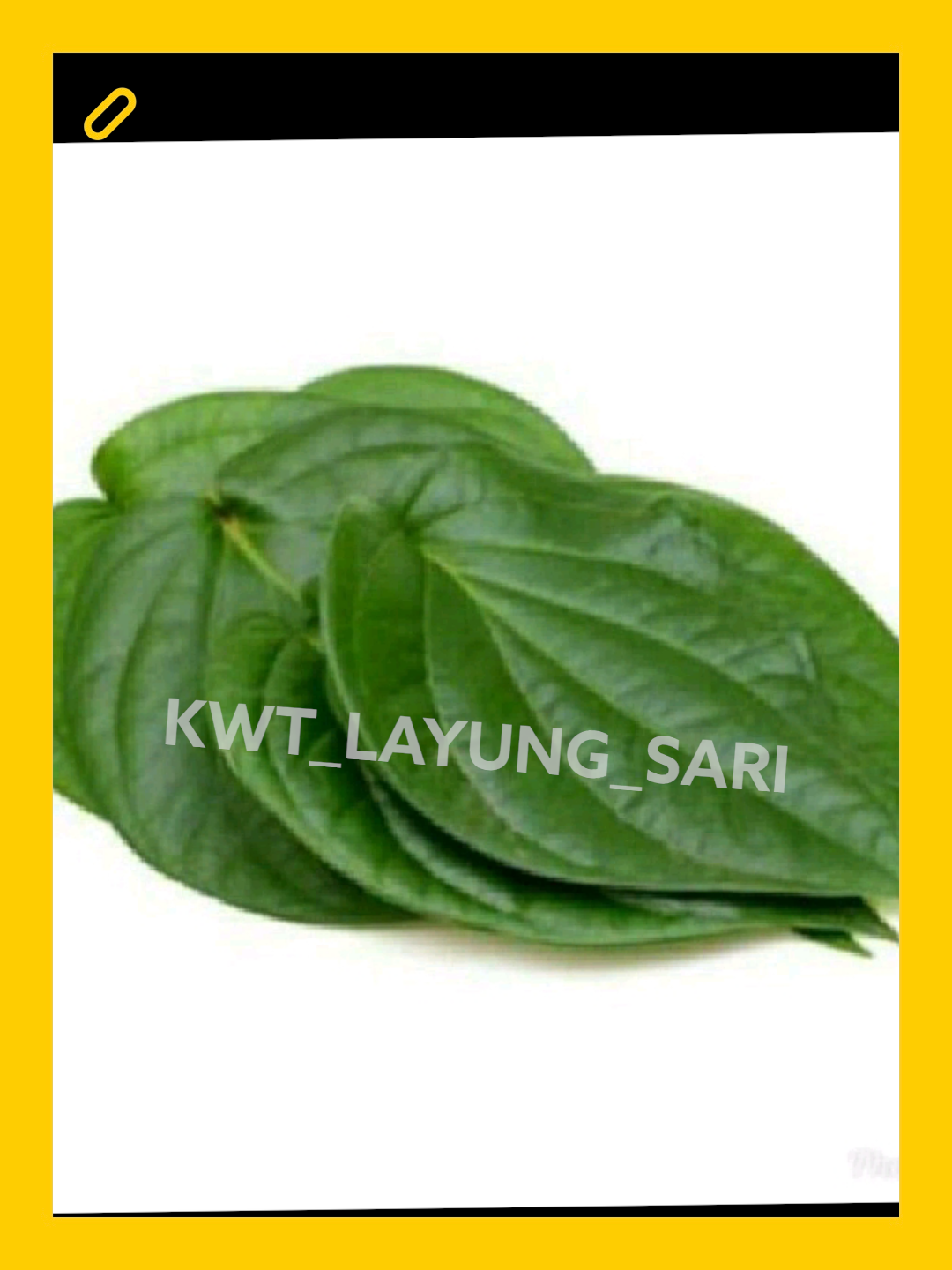 Daun Sirih Hijau Segar Obat Herbal Tradisional Lazada Indonesia