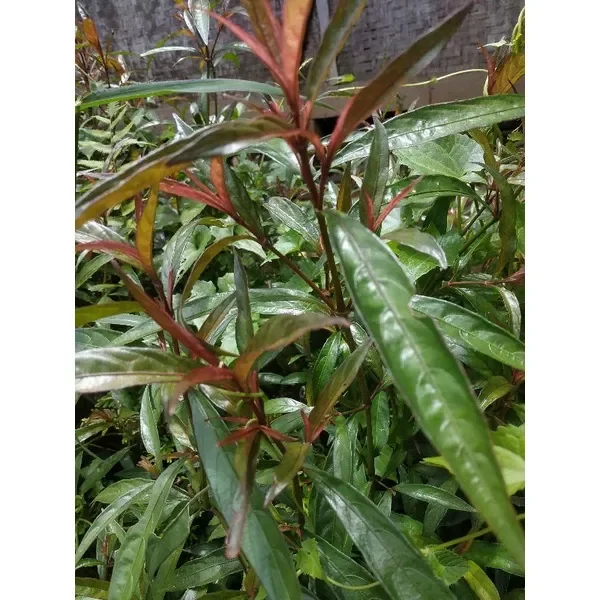 Daun Prasman Segar 250gram Lazada Indonesia 2830