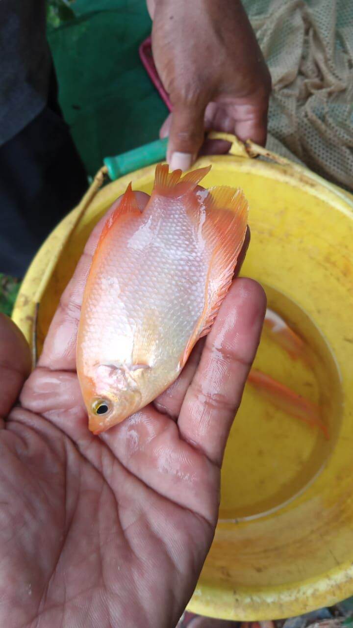 Shop online with Arya fish now! Visit Arya fish on Lazada.