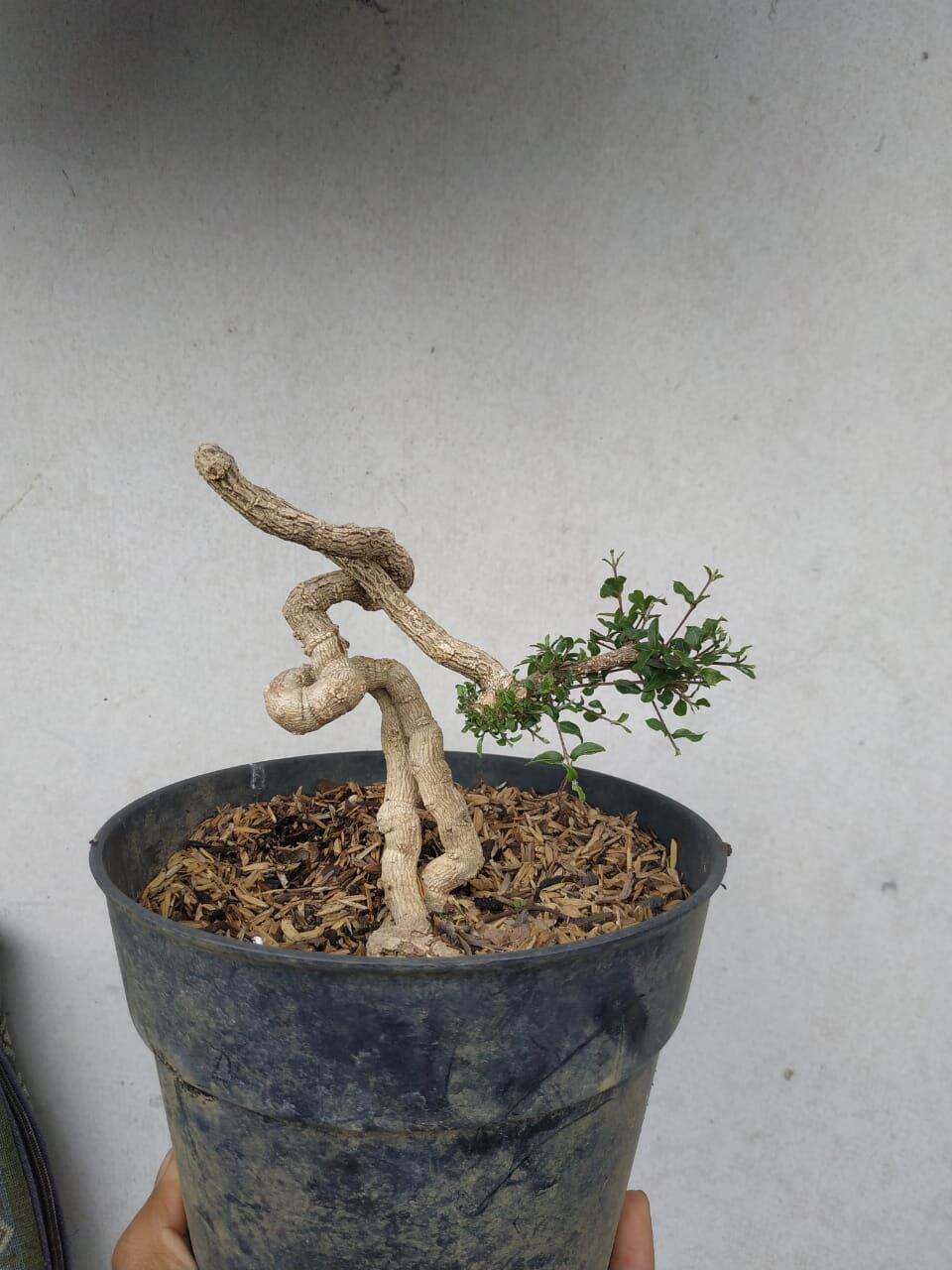 Bahan Bonsai Sakura Micro Prospek Lazada Indonesia