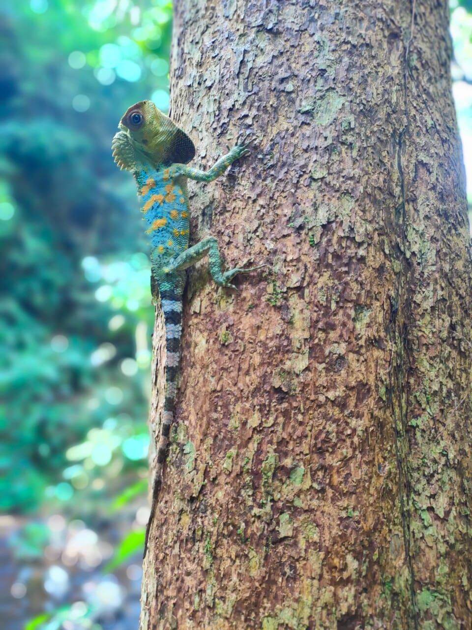 Klitimni yalang, kaltak. Klitimni yalang, kaltak.