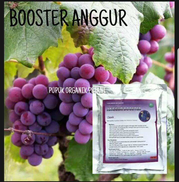 Pupuk Pelebat Organik Booster Buah Anggur