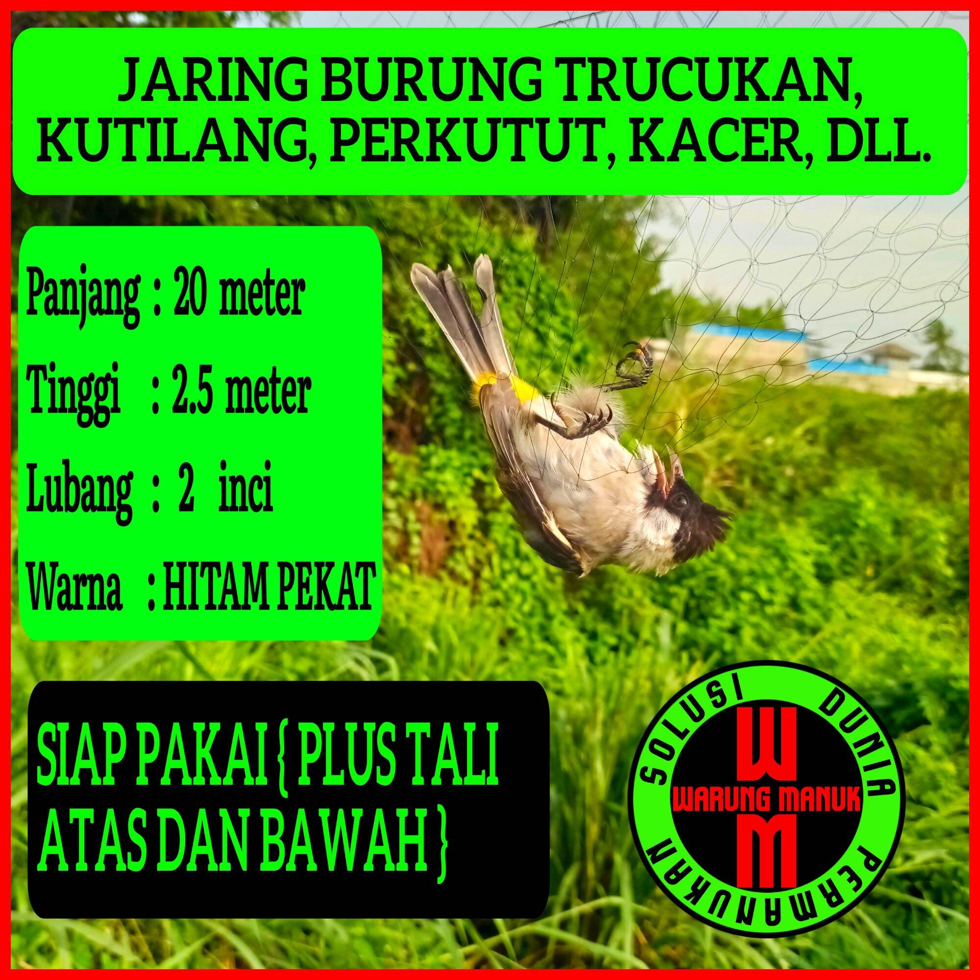 5500 Gambar Burung Kutilang Kartun Gratis Terbaru