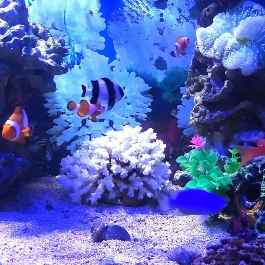 HIASAN AQUARIUM AQUASCAPE BATU TERUMBU KARANG ORIGINAL