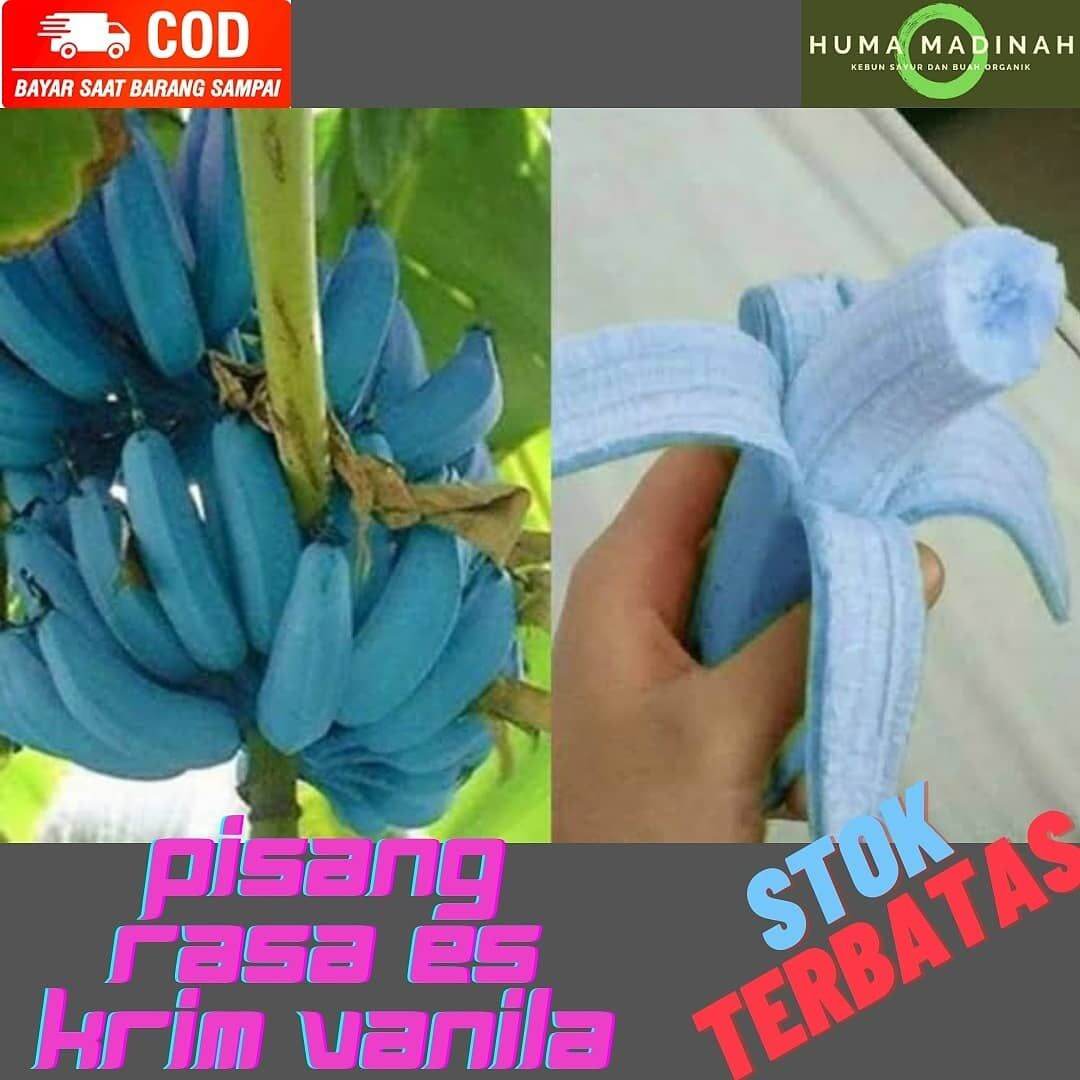 Buah Pisang Biru/Banana Blue Java Asli/Pisang Rasa Es Krim Vanila ...