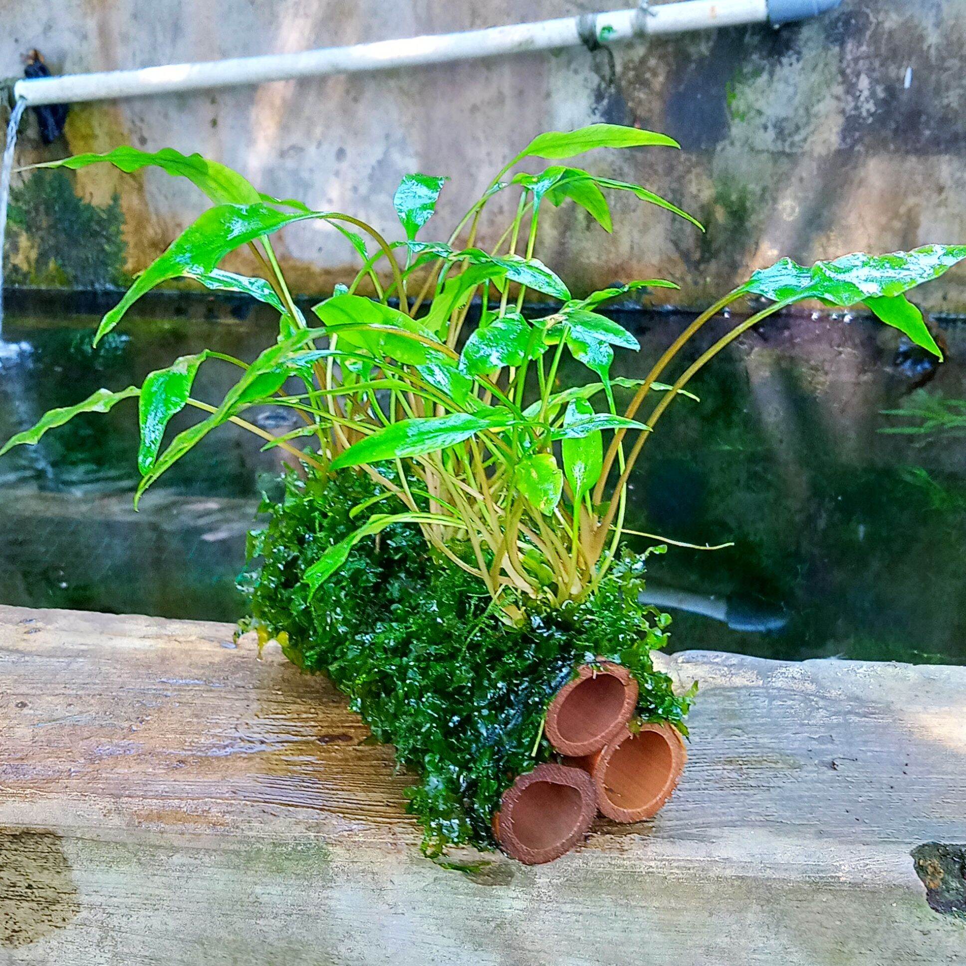 Rumah Udang Hias Bambu Moss