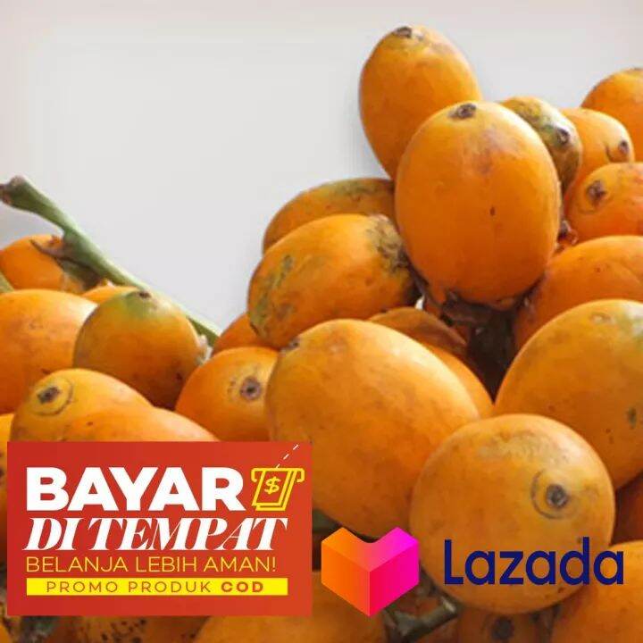 Buah Pinang Tua 1 Kg Lazada Indonesia