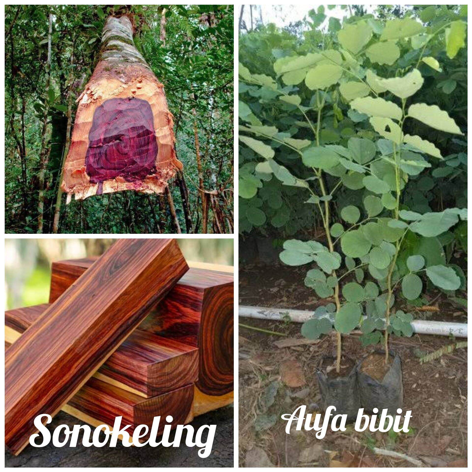 paket bibit pohon kayu sonokeling sono keling Bibit Pohon