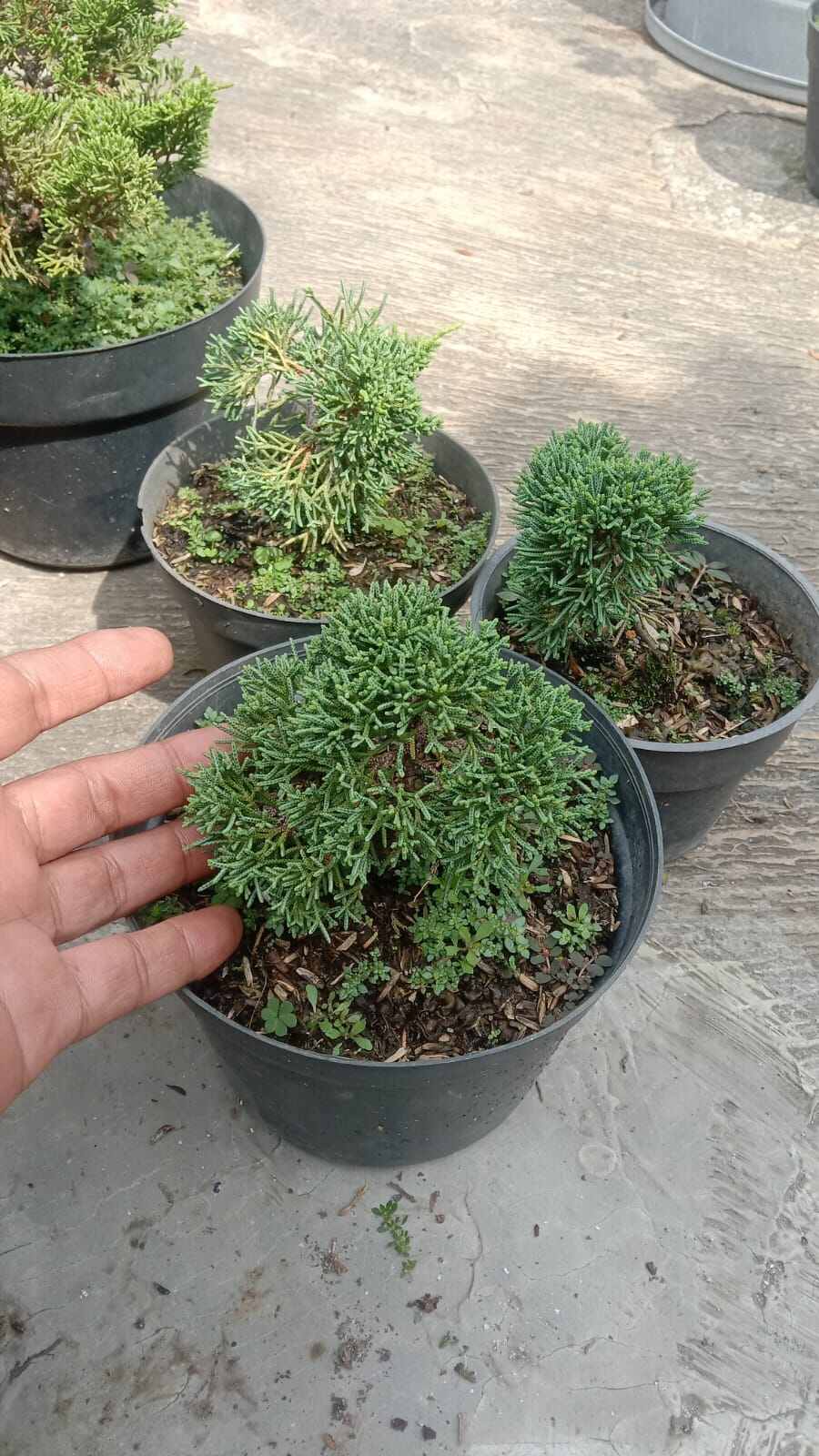 Permlik fohisha Alisa Semiz arab porno