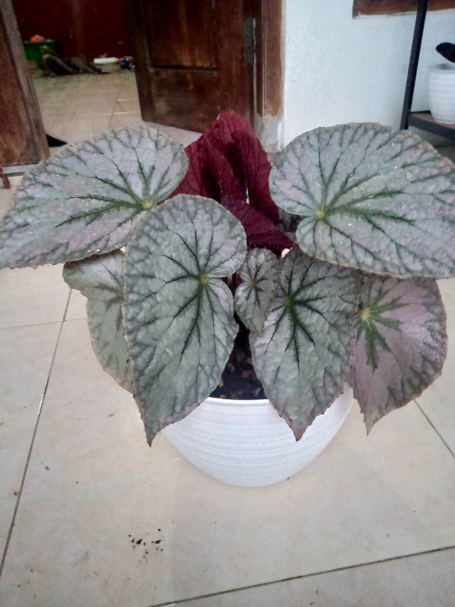 begonia rex silver | Lazada Indonesia