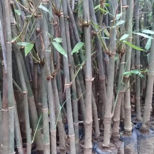Bambu Petung Asli Jual Bambu Petung Asli Terbaru Indonesia