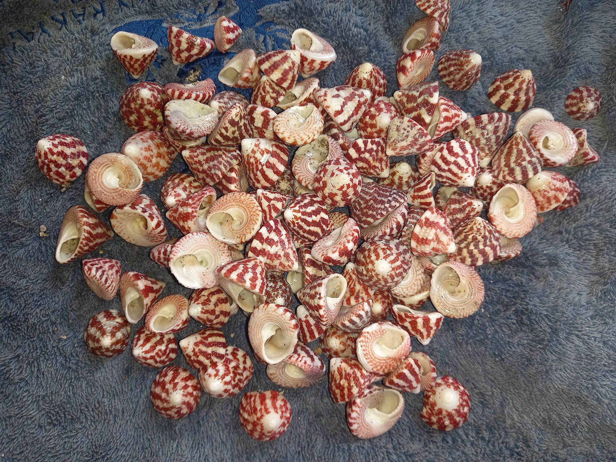 Cangkang Kerang lola /tumpang merah 100 gram Lazada Indonesia