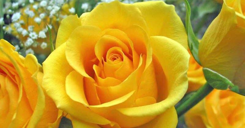 💐 Turabah 100 biji bunga ros campur, 100 bunga ros yang indah di dalam  pasu
