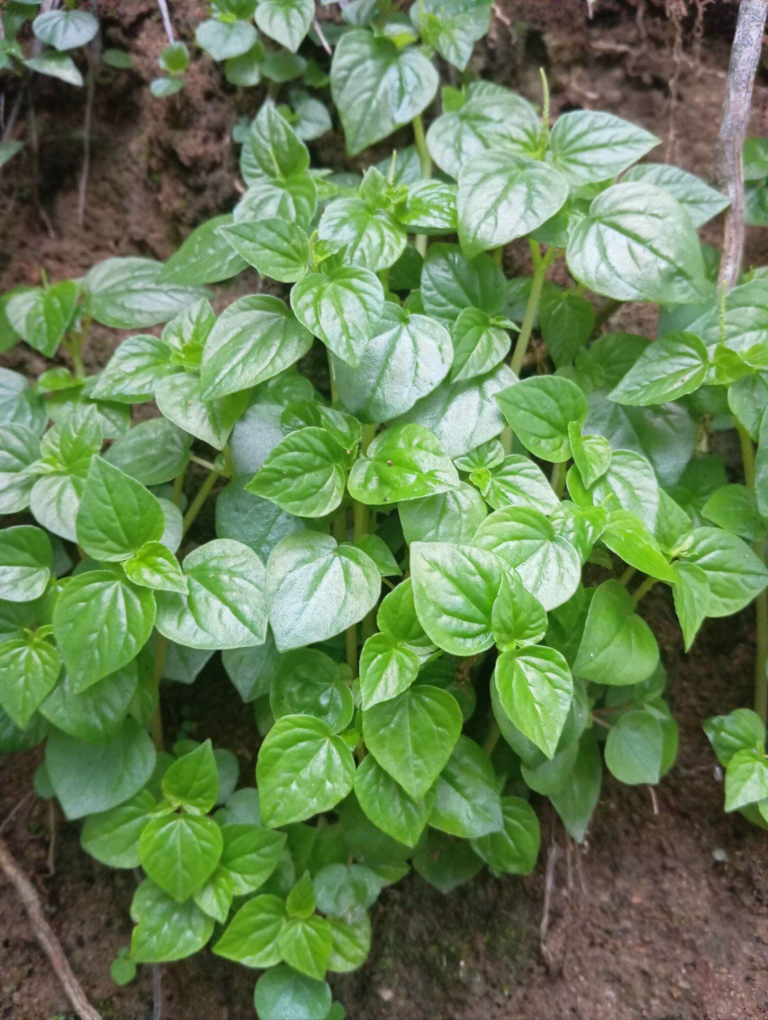 Daun sirih cina Segar daun ketumpang air daun suruhan 250gram | Lazada ...