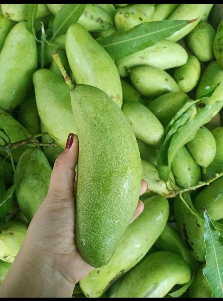 Mangga Muda Fresh Isi 1kg Lazada Indonesia