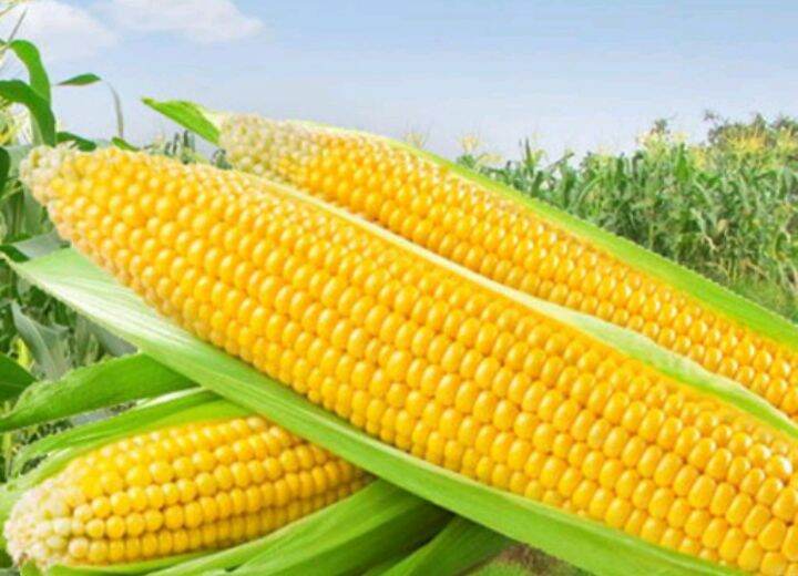 Jual Benih Jagung Manis Madu Terbaru Lazada.co.id