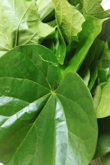 Daun Brotowali Daun Patrawali Segarbrotowalipatrawaliali Ali Lazada Indonesia 6101