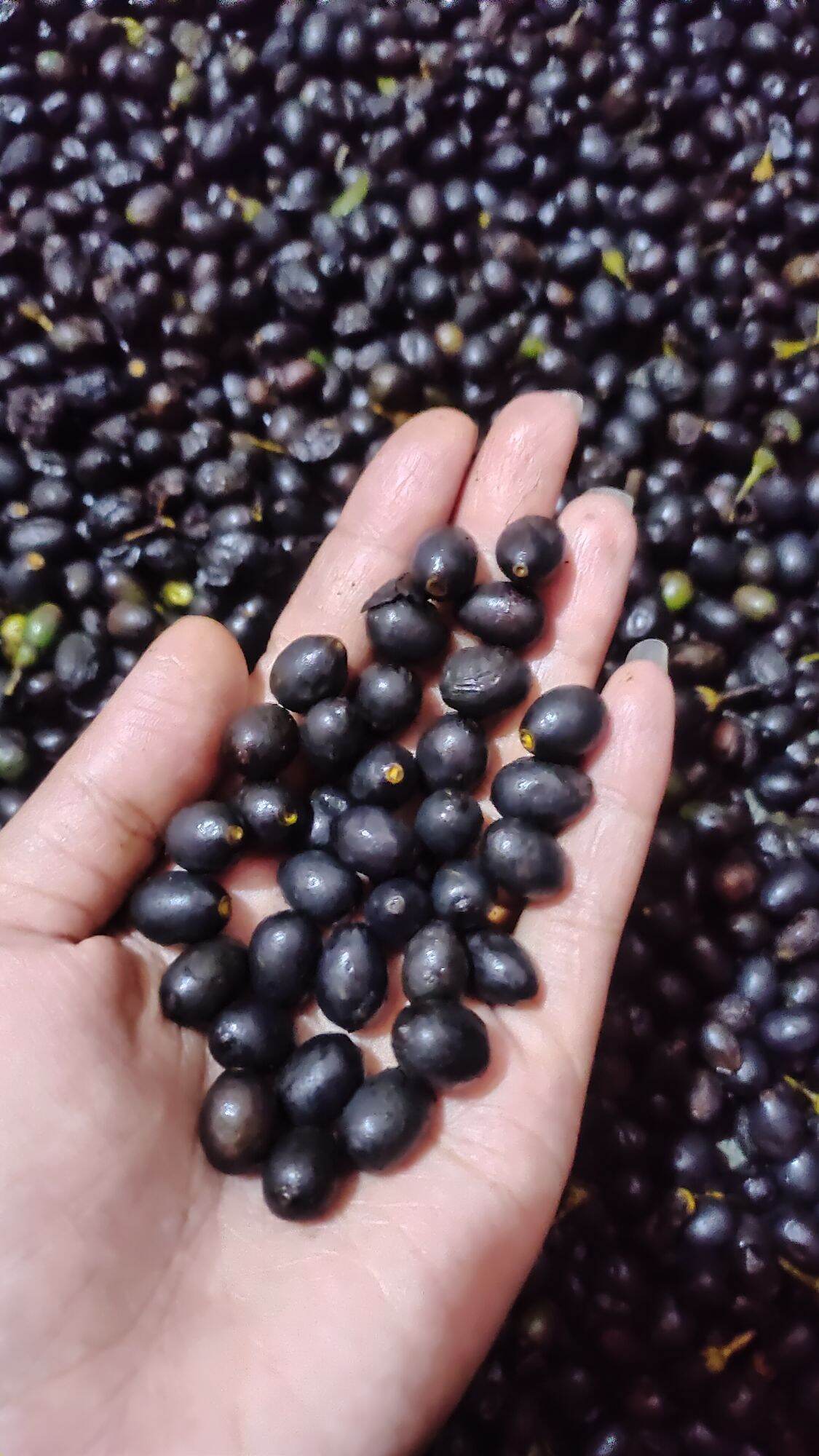 Buah Ceri Hutan