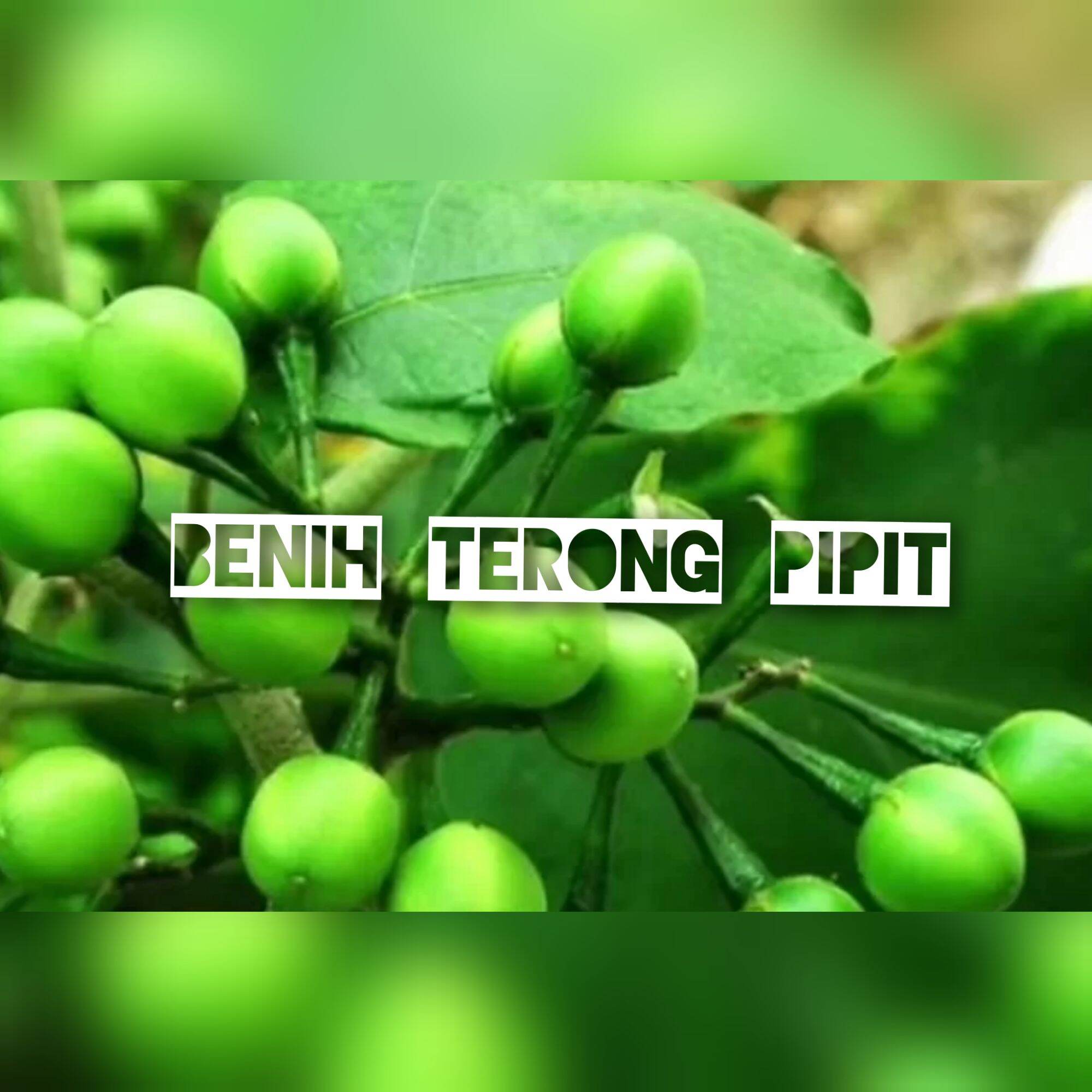 BIJI/BENIH TERONG PONDOH HIJAU,TERONG PONDOH KUNING,TERONG PIPIT,TERONG ...