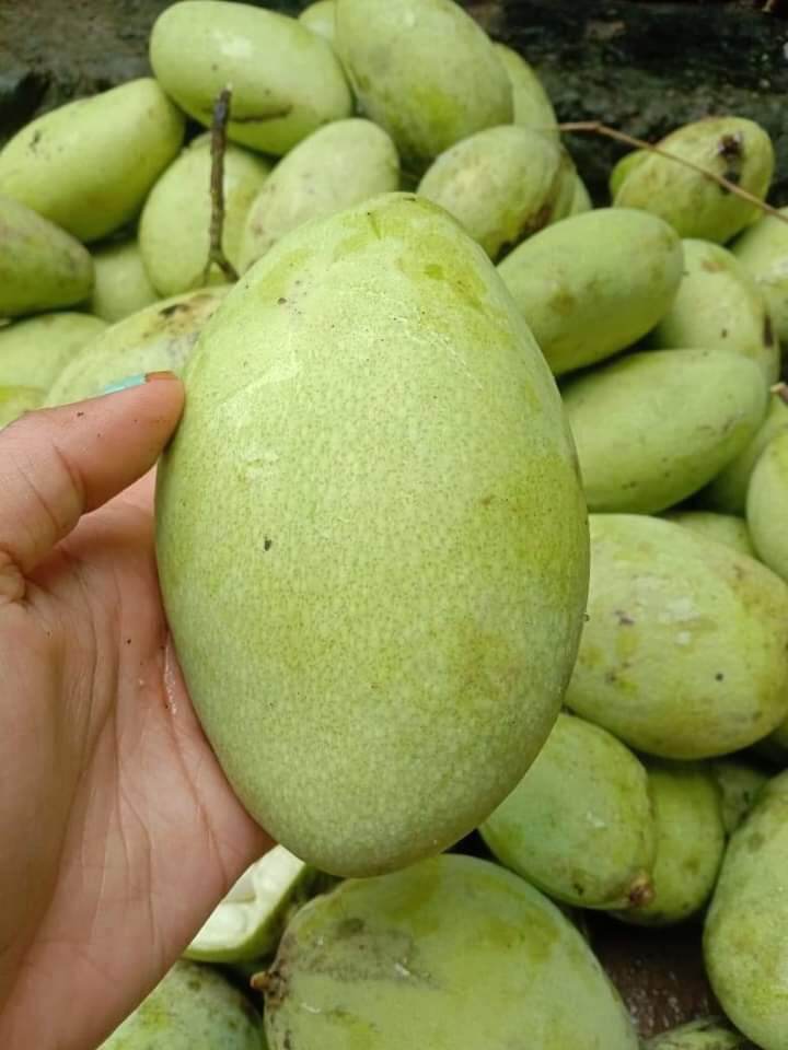 Mangga Muda Segar 1kg Lazada Indonesia