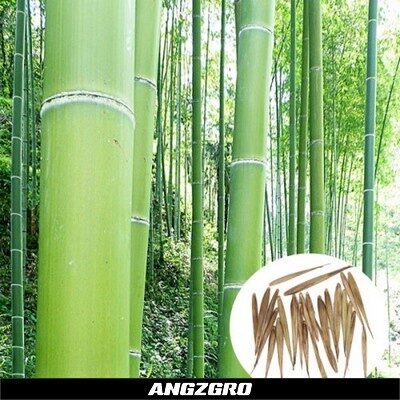 bibit pohon bambu petung bambu raksasa kultur jaringan unggul