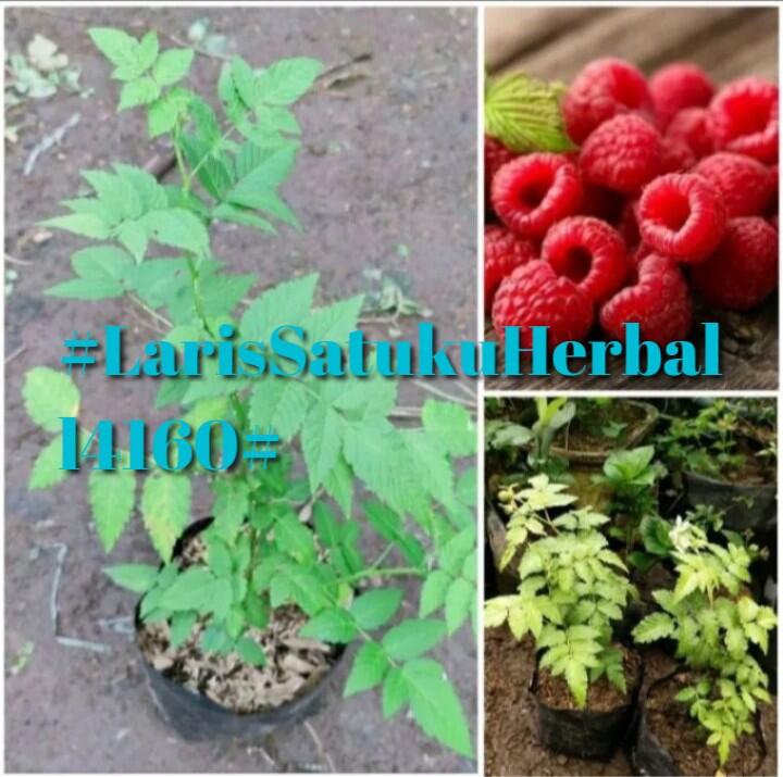Bibit tanaman Arben Hutan /Arebi Raspberry Siap Tanam | Lazada Indonesia