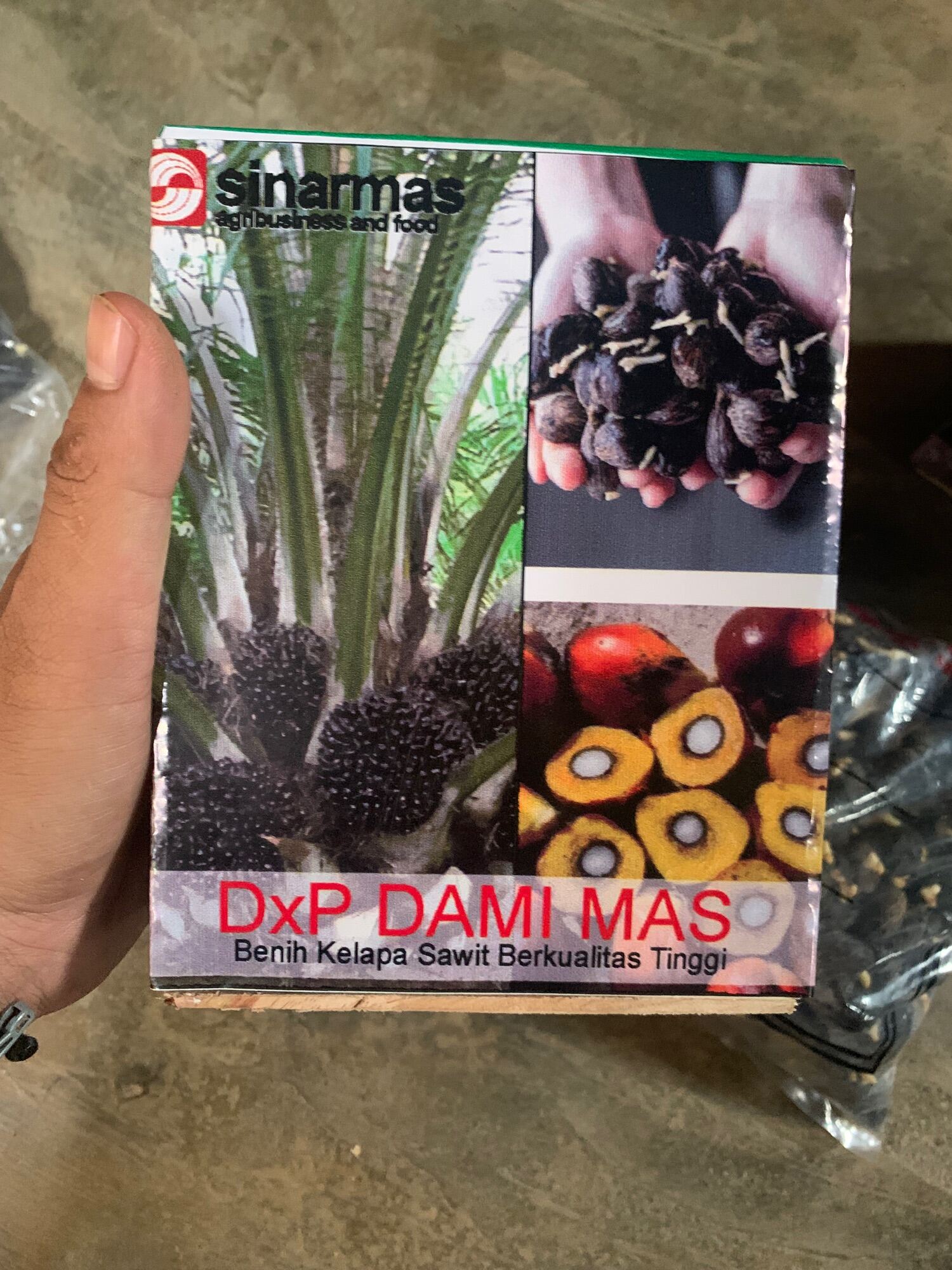 Bibit kecambah sawit DXP DAMI MAS ORIGINAL | Lazada Indonesia