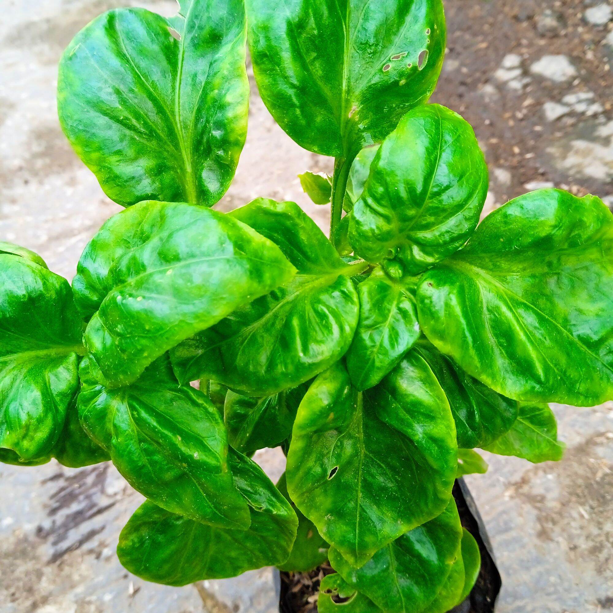 tanaman sayur bayam brazil tanaman hidup