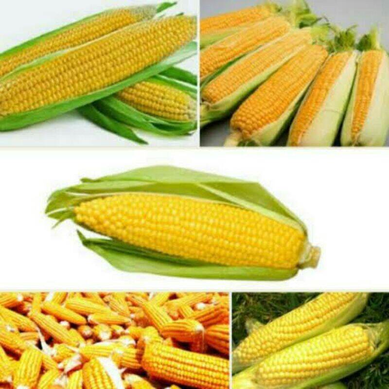 Jual Benih Jagung Manis Madu Terbaru  Lazada.co.id