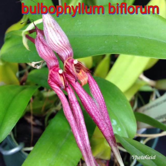  anggrek bulbophyllum  biflorum Lazada Indonesia