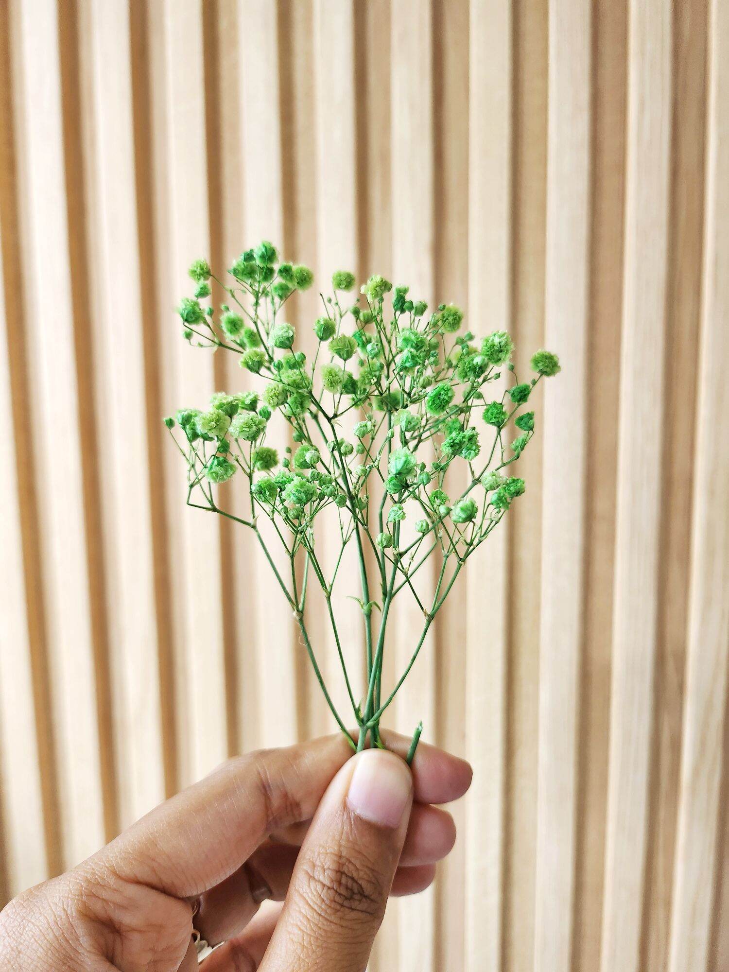 ecer baby breath mini preserved flower - dried flower - bunga kering hiasan resin scrapbook jurnal mahar