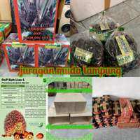 benih bibit kecambah sawit varietas D x P Lonsum bah lias 2 Benih berkualitas pelepah pendek