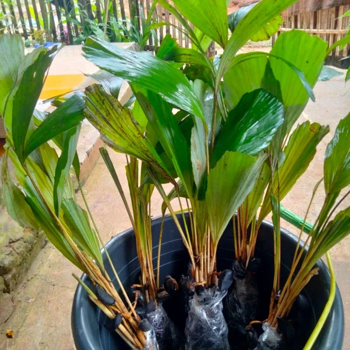 Bibit Pohon Aren Unggul