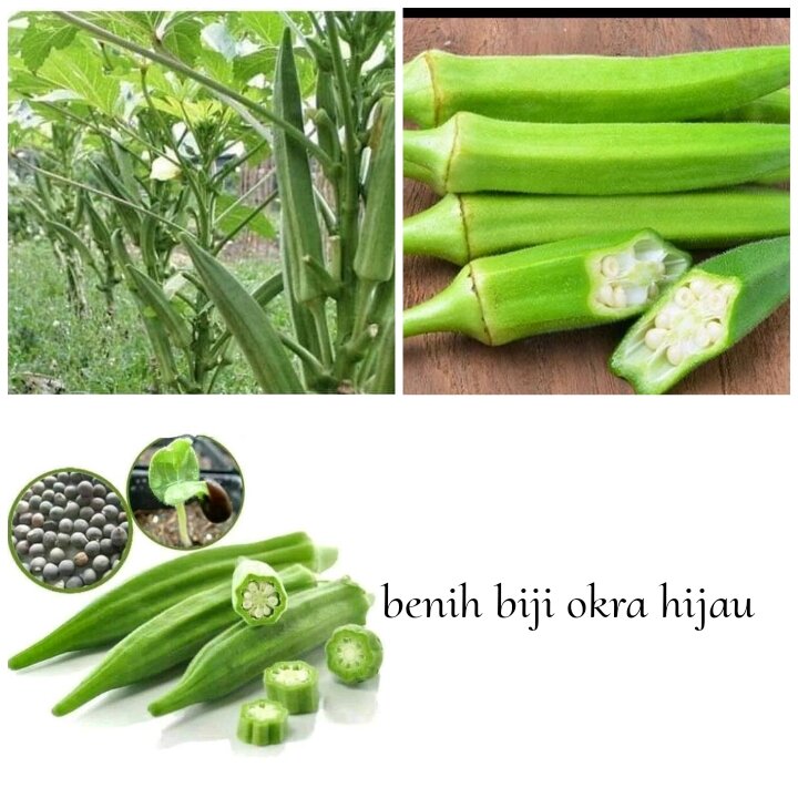 benih biji okra hijau isi ( 100 biji ) | Lazada Indonesia