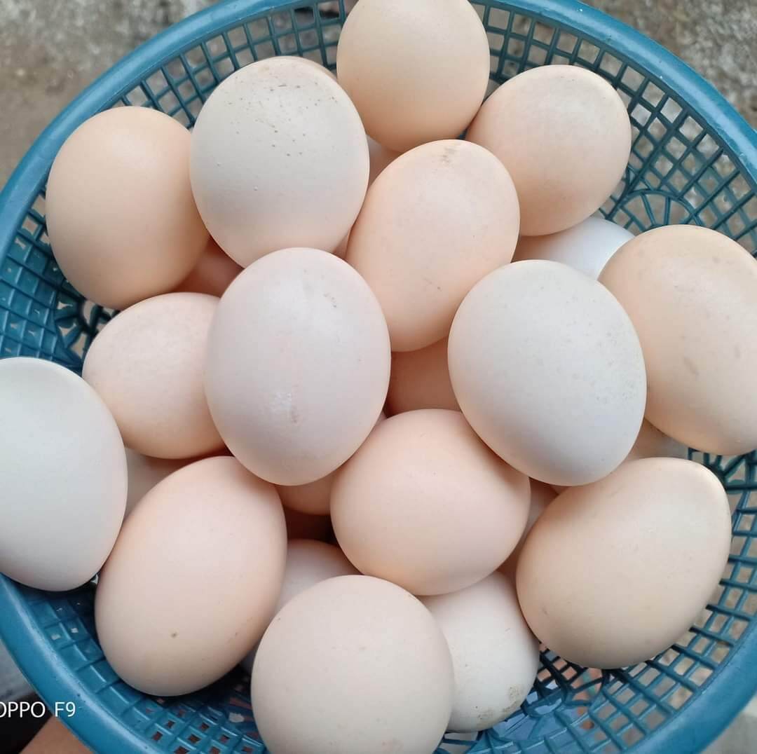 Telur Ayam Kampung Lazada Indonesia 6116