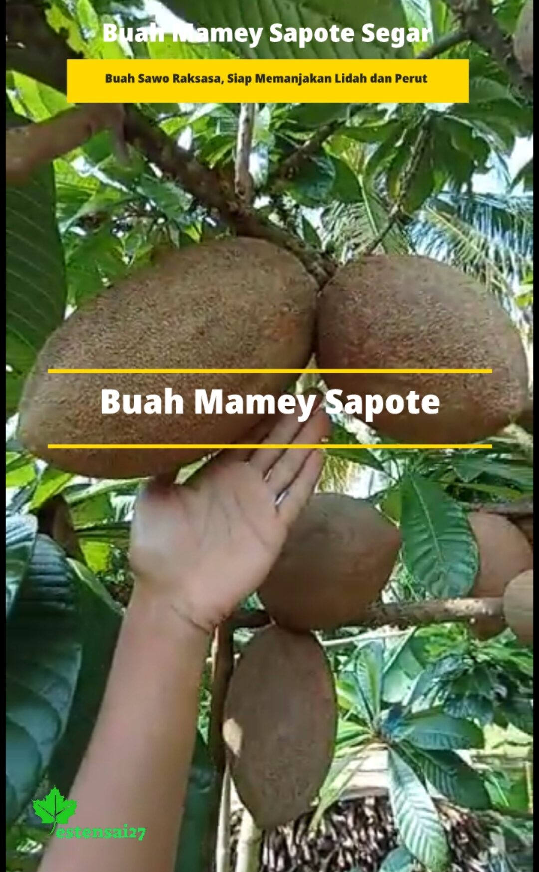 Buah Segar Mamey Sapote Buah Eksotis Sawo Raksasa Lazada Indonesia