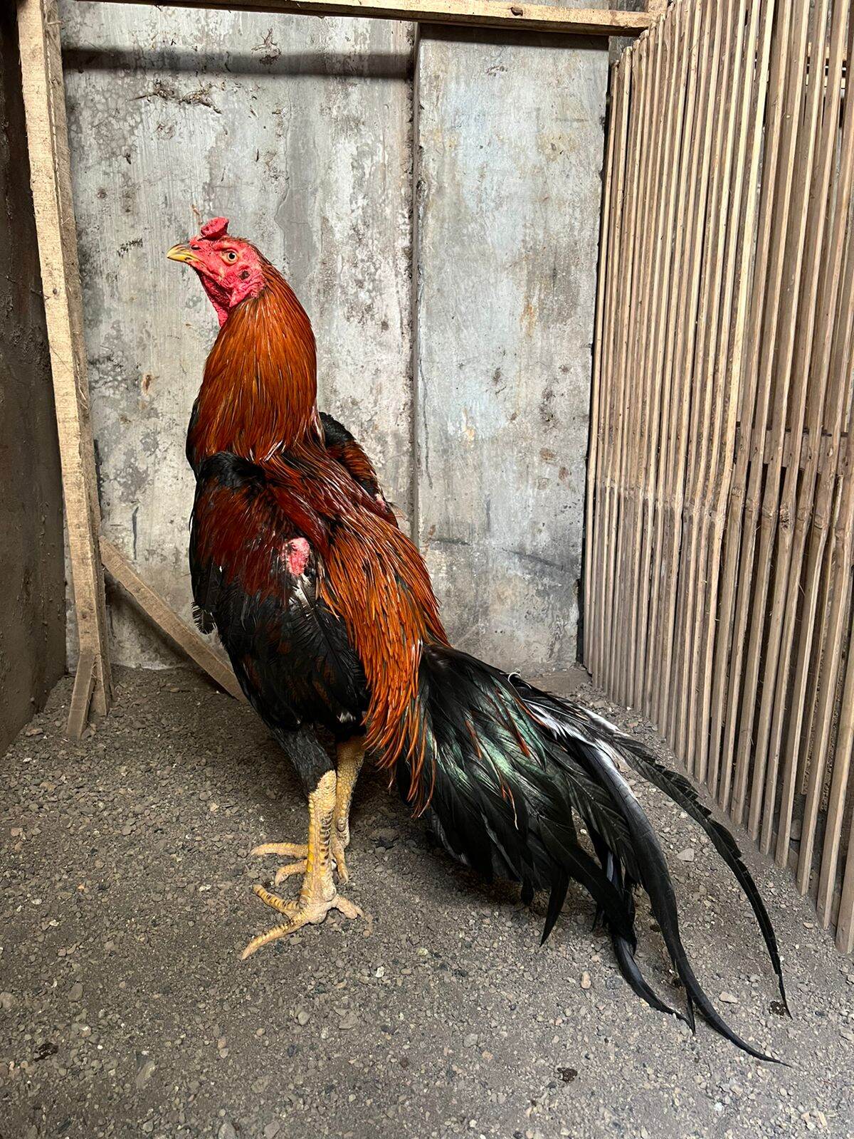 Cara Menggunakan Telur Ayam Jago - Homecare24