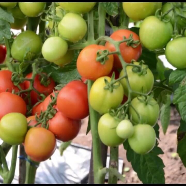 25 biji benih tomat servo Lazada Indonesia