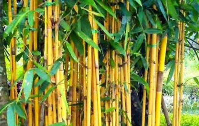 Bambu kuning hias