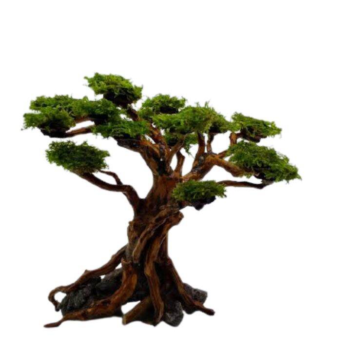 pohon bonsai aquascape aquarium tree on a stone Lazada Indonesia