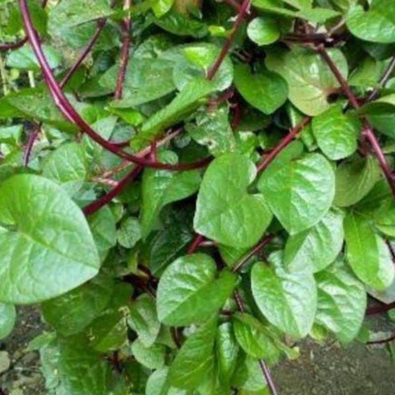 Daun Binahong Merah Herbal Fresh Segar Harga Per 5Lembar Termurah Serba ...