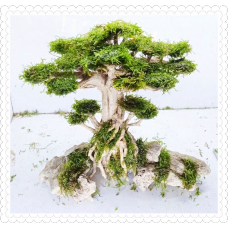 pohon bonsai bringin aquascape Lazada Indonesia